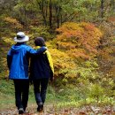 강원도산림개발연구원 집다리골자연휴양림 | 22nd.집다리골자연휴양림 단풍캠핑[단풍명소,가을 단풍여행,강원도가을단풍,단풍구경,단풍놀이]