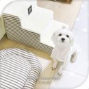 도그마미 이미지