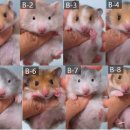 부산햄스터분양 행복햄 이미지