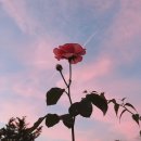 Flower Dance 이미지