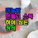 마늘밭 만들고 소독하여 심는 정석 이미지