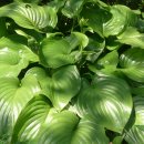 양도면-2 이미지