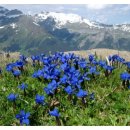 대비천 | 4000m 고원에서 패배한 설인귀