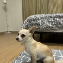 고을마당 | [양양애견동반] 양양 애견동반펜션, 수동고을펜션 북극관에서 강아지랑 숙박하고 왔어요~