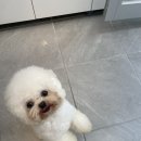 귀빈펫살롱 이미지