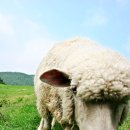 양한마리 이미지