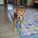 아지사랑 | 노견 아지의 하루를 조용히 담아본 첫 기록