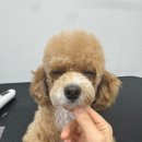 뽀송뽀송애견놀이방 네이버블로그