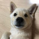 북부 동물병원 이미지