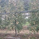 사과나무 주유소 이미지