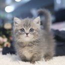 아담스펫강아지&가필드고양이 이미지