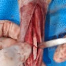 튼튼동물의료센터 이미지