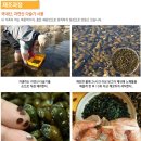 정옥다슬기