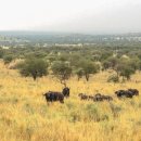 세렝게티 이미지