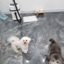 bbodog(뽀독) 이미지