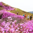 화왕산 티스토리