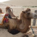 낙타 / 신경림 이미지