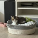 곡반정동 559-1 | 기흥/동탄/영통 고양이분양 후기 처음부터 끝까지~!!