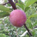 영태농장 이미지