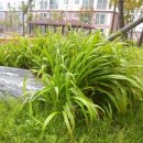 세교 부영1차 이미지