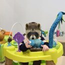 평택-평택-5 | [경기/평택] 베이비 실내 놀이터 슈슈봉봉 5개월 아기 후기