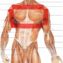 피그말리온짐 봉명센터 | 가슴 자극이 안들어와요 어떡하죠?[청주 봉명동 헬스장, 피그말리온짐 봉명센터]