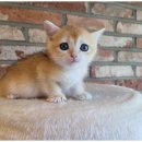 행복한 강아지 이미지