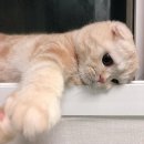 야옹야옹 이미지