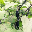 천일농장 이미지