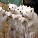 멍멍이가족 이미지