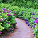 6월,나주 가면 힐링 완성=느러지전망관람대 “길 양옆으로 수국향연=3917 마중 ~전라남도 산림연구원 이미지