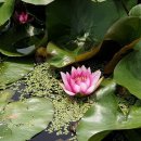 둥이네 농장 이미지