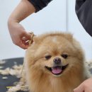 쵸코네묭실 이미지