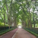 학의천변 한가람단지 나무숲터널 이미지