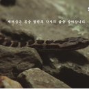 까치살모사 Daum카페