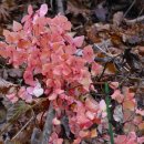 대관령목장 이미지