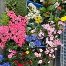 샤론  꽃  화원 이미지