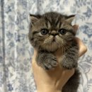 네버랜드 캣 캐터리 이미지