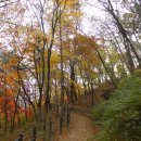 가온나무 이미지