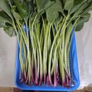 🌱여름철 필수 식중독을 비롯한 배탈의 특효약🌱 이미지