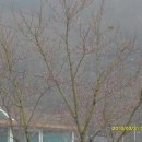 단풍나무짐 이미지