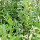 본향장의 이미지