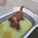 이쁘개 애견샵 | 달서구 애견미용 애견스파 ' 이쁘개애견샵 ' 강아지 미용후기 🐶