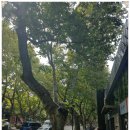 중국(상해,항주,소주)에서 만난 나무들 이미지