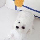 강아지 이름 추천 예쁜 반려견 이름 짓기 방법