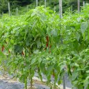 송원농장2 이미지