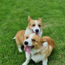 돌트미스테이 이미지