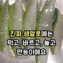 삼영 농장 | 생알로에로 아이들과 촉감놀이를 해봤더니..ㅣ 무농약의 삼영농원 생알로에
