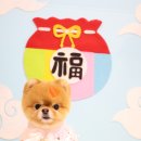 소르베 펫살롱 이미지