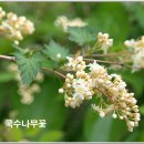 모산3 Daum카페